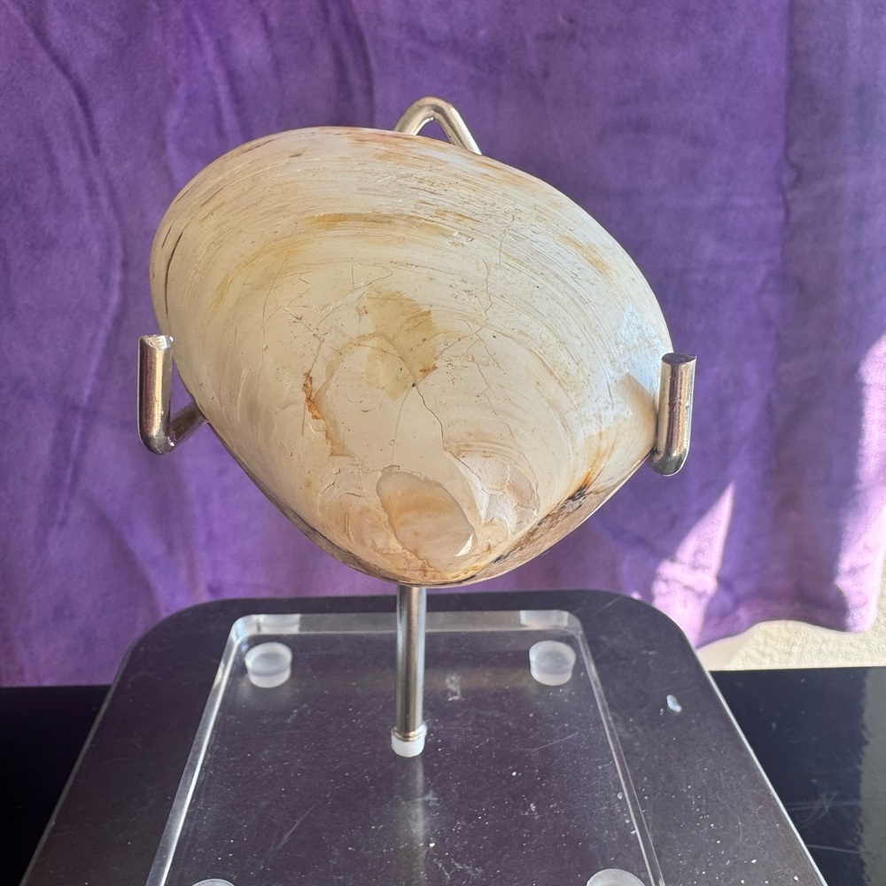 Fossilized Clam (Madagascar) - Picture 4 of 6